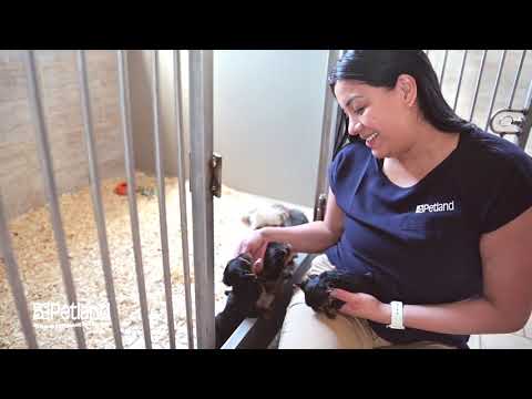 Petland Racine Kennel Tour 80