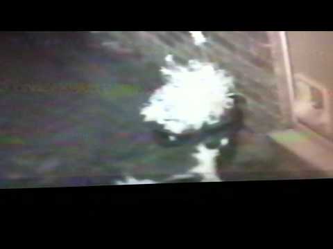 Denis Cat Burglar bringing home a heavy wet towel as seen on the One Show