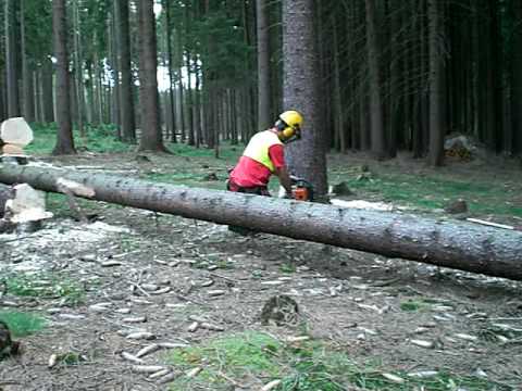 Manueller Holzeinschlag Fichte