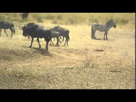 Sounds of the Serengeti