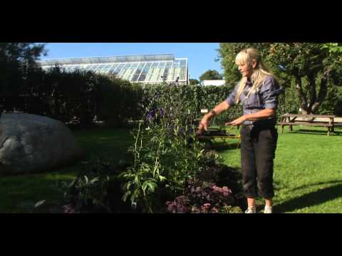 PLANTERINGSBÄDD DEL 2