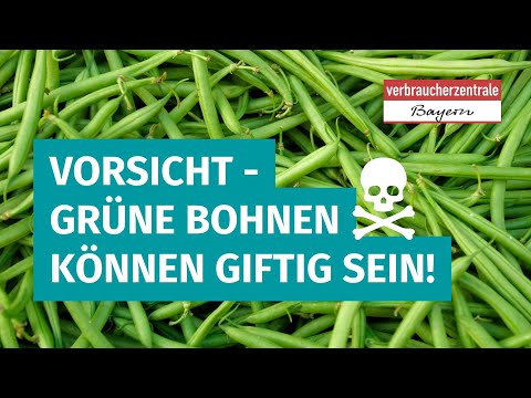 Vorsicht - grüne Bohnen können giftig ☠ sein❗