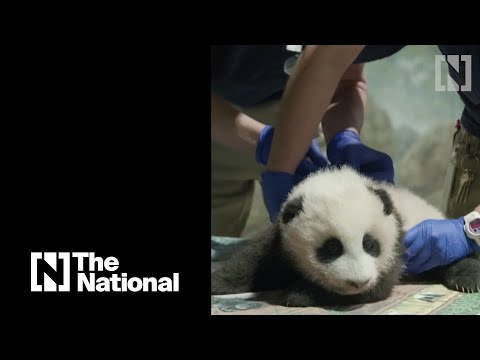 Três pandas gigantes prolongam sua estadia em Washington DC