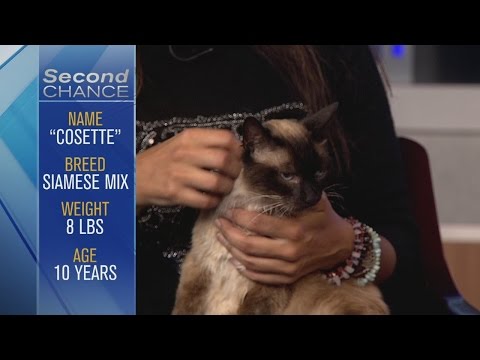 Second Chance - Cosette