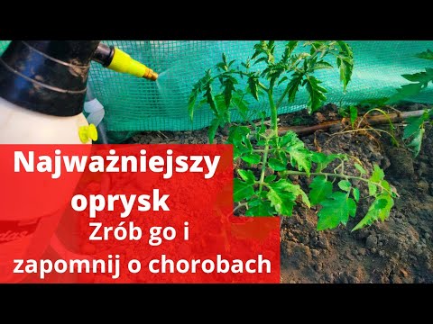 Pomidory-pierwszy oprysk na choroby grzybowe. Jak chronić pomidory przed chorobami grzybowymi