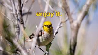 Stop Optimizing Birding
