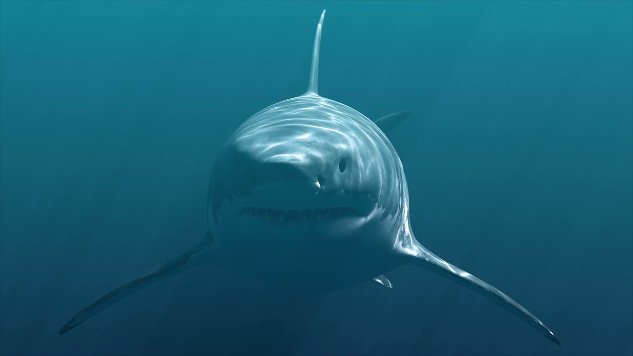 Manasquan Bank Shark Week Commercial 2019 image