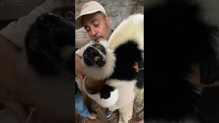 Lemurs love to move move it😅 by Prehistoric Pets TV