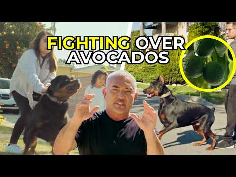 De amigos caninos a peleas de perros | Mejor humano, mejor perro | Temporada 2, episodio 11