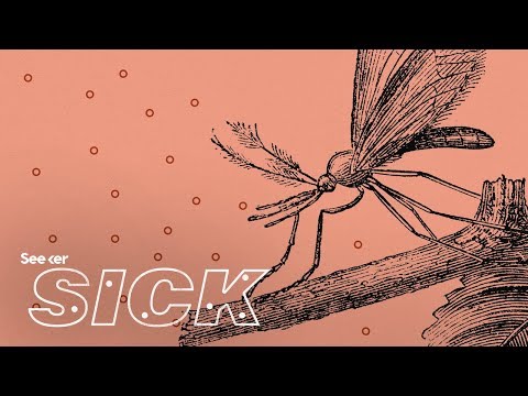 What Does Malaria Do to the Human Body?