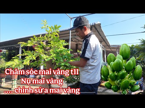 Nụ mai vàng tháng 11  ,chăm sóc mai vàng chuẩn bị chơi tết 2026
