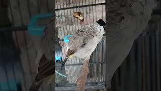 Download lagu kutilang muda belajar bunyi volume masuk ~ Bidin doangz mp3