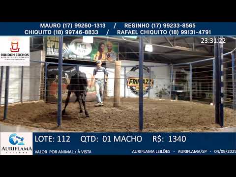 LEILÃO AURIFLAMA LEILÕES - 04/09/2025 - AURIFLAMA/SP -AO VIVO