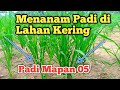 Menanam Padi Di Lahan Kering Padi Darat Padi Daratan Padi Mapan 05