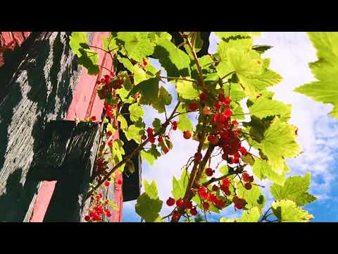 Jorge Luis Borges, The Secret Miracle, 1943