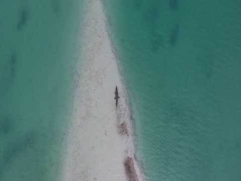 ORGANIC NAME | M.BARBETTI /// BUEN INTENTO