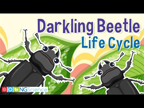 Darkling Beetle (Mealworm) Life Cycle