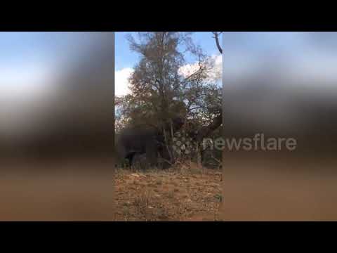 Who needs a bulldozer when you can get an elephant to knock down a tree?