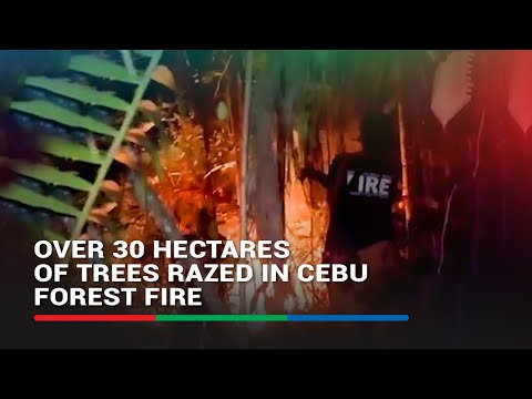 Over 30 hectares of trees razed in Cenu forest fire ABS-CBN News