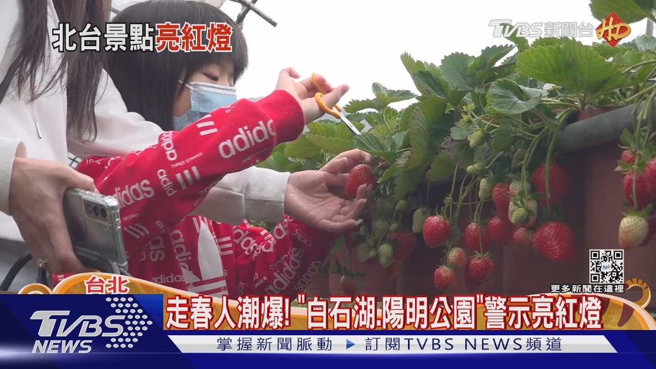 走春人潮爆！　「白石湖、陽明公園」警示亮紅燈