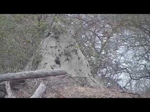 Djuma: Dwarf Mongoose coming out of big termite mound - 06:37 - 09/29/21