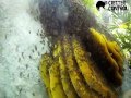 Shaun Bee 2