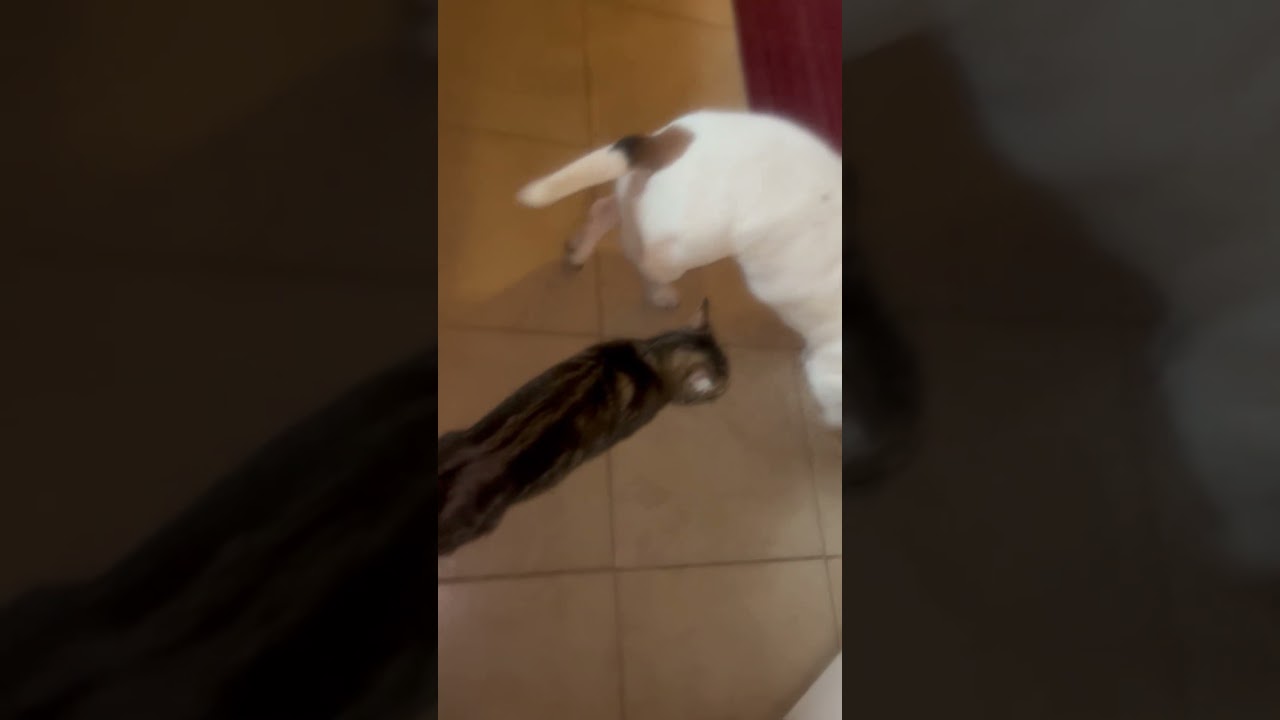 Storm Cloud (bonded to Spirit Love), a Adoptable Domestic Short Hair in Fort Worth, TX video 6/6