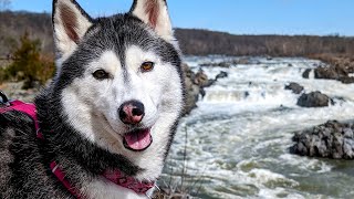 Adventuring With My Husky At Great Falls Waterfall!