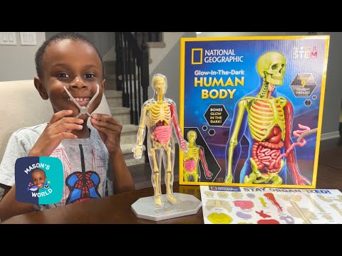 Squishy Human Body - Glow in the Dark - by National Geographic - Toy Review and Assembly!