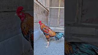 Download lagu Gagah Banget! Ketangkasan & Postur Ayam Pama Super#ayampama#shorts#funny#fyp mp3