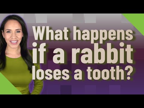 What happens if a rabbit loses a tooth?
