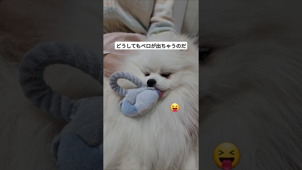 ついついベロが出るのだ #ポメラニアン #子犬 #わんちゃん #あかちゃん #犬のいる暮らし #ポメラニアンのいる暮らし #ポメラニアンの日常 #白ポメラニアン #白ポメ