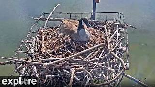 Alberta · Downtown Edmonton · Osprey & Goose Nest at Rogers Place · Charlo · MT · explore.org live stream