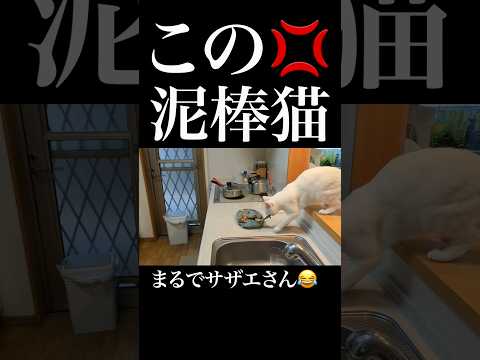 お魚くわえた泥棒猫。まさか実在するとは😂　 #猫のいる暮らし #保護猫 #猫