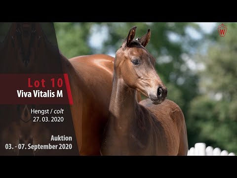 Online-Auktion v. 03. - 07.09.2020 Lot 10 Viva Vitalis M Hengst v. Viva Gold - Vitalis