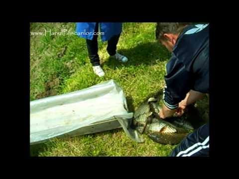 Populare 08.05 la Hanul Pescarilor Garofita