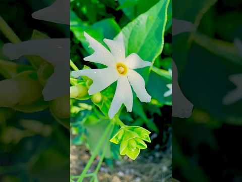 Pholon per shabnam #natureflowers #flowers #flowervarieties #garden #beautifulflowers #love #phool