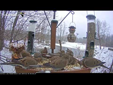 Standing Room Only On Dove-Filled Platform – Feb. 18, 2019
