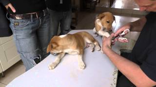 Beauty I &amp; II - No Mangoworms!