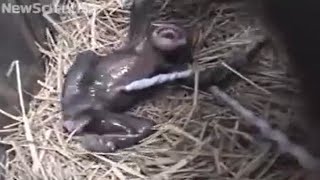 Chimp birth: first close-ups