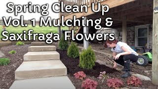 Spring Clean Up | Mulching | Saxifraga Flowers | EverCrest