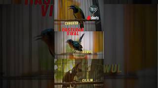 Download lagu 🔴 MASTERAN KOMBINASI PALING VIRAL 2025 ❗️CUNGKOK KOWUL CILILIN JUAL BELI TEMBAKAN  #kicaumania mp3