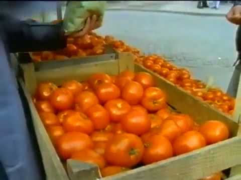 Löwenzahn   13x01   Peter und das Stacheltier