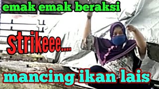 Download lagu Emak emak mancing ikan lais // mancing ikan di sungai seru mp3 Download lagu Emak emak mancing ikan lais // mancing ikan di sungai seru mp3