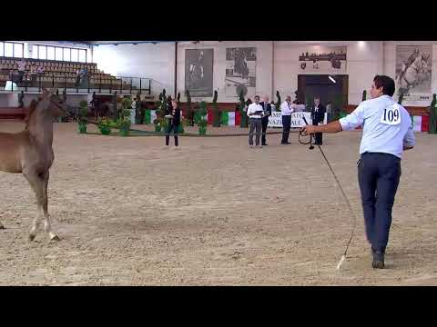 N.109 AV DAKEUS - Italian Nationals 2018 - Futurity Colts (Class 14)