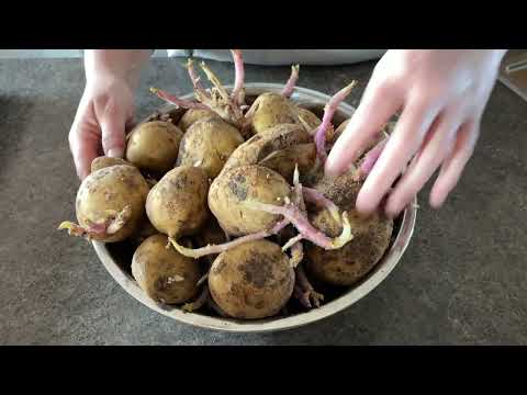 How To Freeze Mashed Potatoes So They Aren't Awful.
