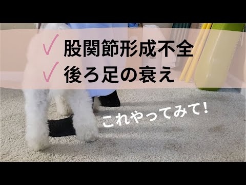 股関節形成不全の犬のためのエクササイズ