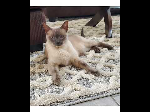 Crystal the Pet Nanny. LLC video.