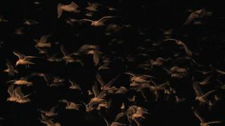 Night of The Seagulls / Lokkien yö