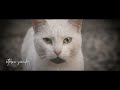 El Barrio - Misifú - Vídeo Lyrics